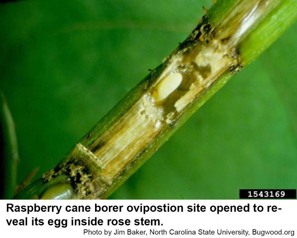 Raspberry cane borers insert their egg